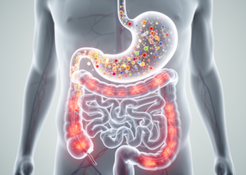 New Model Maps the Hidden Journey of Food Molecules From Digestion to Inflammation