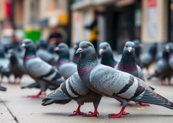 City Life Reshapes the Gut Microbes of Urban Pigeons, Large-Scale Study Finds