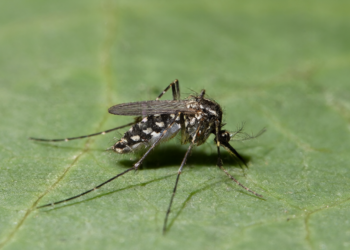 Genetic and Morphological Analysis Suggests European Aedes koreicus Populations May Not Originate Solely from Korea