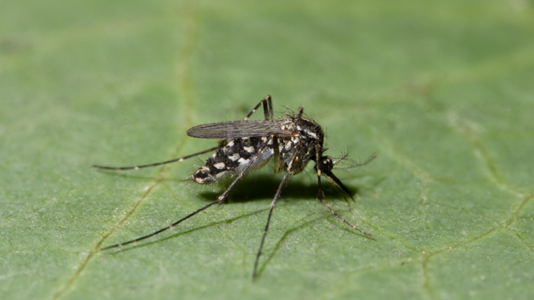 Genetic and Morphological Analysis Suggests European Aedes koreicus Populations May Not Originate Solely from Korea