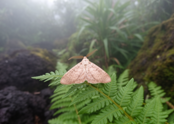 New fungivorous moth species discovered on remote Japanese islands