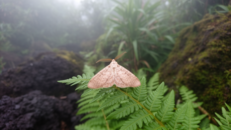 New fungivorous moth species discovered on remote Japanese islands