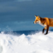 Fox-Inspired AI Sharpens Short-Term Ocean Wind Speed Forecasts
