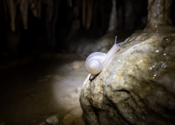 Eyeless cavesnail from Yunnan cave is China’s first freshwater cavesnail