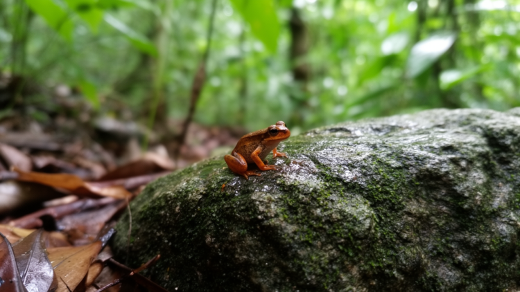 More dwarfs: a new microendemic species of Vietnamophryne (Anura, Microhylidae) from limestone karst of Quang Tri Province, Central Vietnam