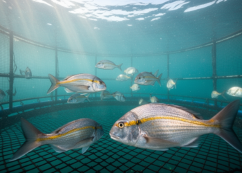 Atlantic gilthead seabream show growth edge over Mediterranean cousins in 15-month cage trial