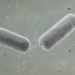ISTA Study Finds Bacteria Use Viruses for Sex-Like DNA Exchange During Starvation
