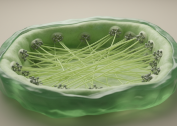 Molecular Anchor Discovered: How Plant Cells Wire Actin Filaments to Their Membranes