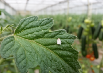 How a Rapidly Evolving Plant Virus Outsmarts Tomato and Cucurbit Defenses
