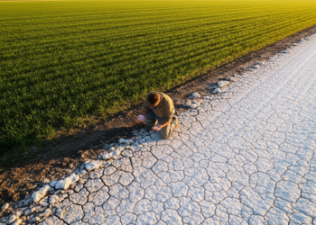 Salt-Damaged Soils Are Spreading Fast — Scientists Just Mapped the Entire Restoration Playbook