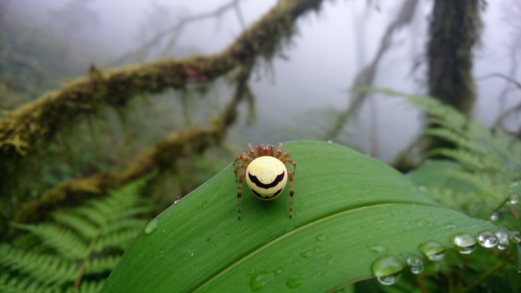 New Happy-Face Spider With 32 Colour Morphs Discovered in the Himalayas