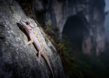 New karst gecko from southern Guizhou brings China’s Japonigekko tally to 28