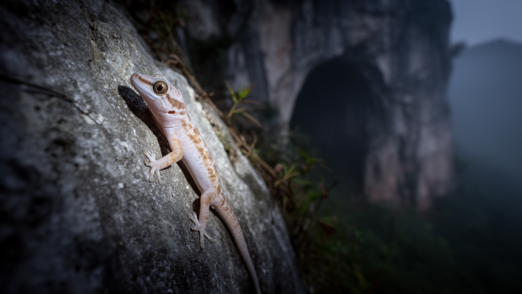 New karst gecko from southern Guizhou brings China’s Japonigekko tally to 28