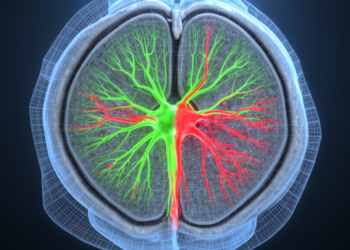 New Fiji toolbox maps pain circuits in the spinal cord with unprecedented reproducibility