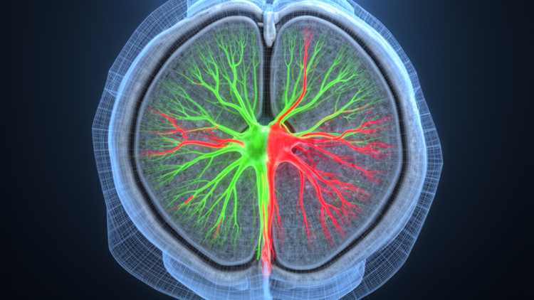 New Fiji toolbox maps pain circuits in the spinal cord with unprecedented reproducibility
