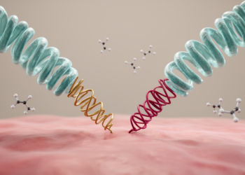 Two Leptospira proteins reveal how the pathogen sticks to tissues and dodges complement