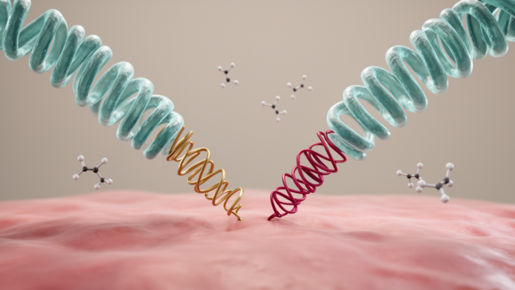 Two Leptospira proteins reveal how the pathogen sticks to tissues and dodges complement