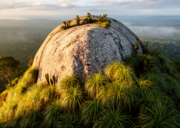 Invasive Plants Are Quietly Conquering Brazil’s Ancient Granite Islands