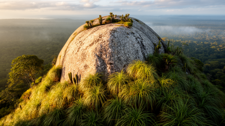 Invasive Plants Are Quietly Conquering Brazil’s Ancient Granite Islands