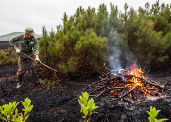 Slash and Burn Treatments Effectively Reduce Post-Fire Recruitment of the Invasive Shrub Hakea decurrens