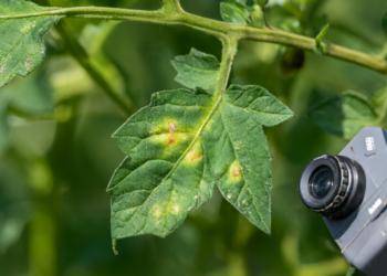 Transformer-based model outperforms CNNs in tomato disease detection study