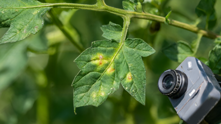 Transformer-based model outperforms CNNs in tomato disease detection study