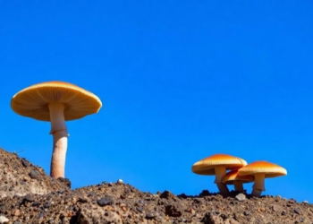 Paved California Is Quietly Erasing Its Fungi, Community Science Data Reveal