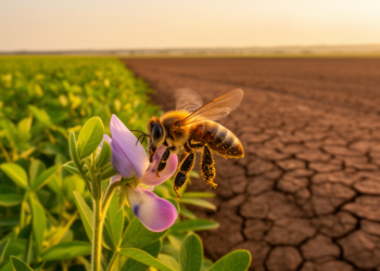 Climate change could tear Brazil’s crops from their bees, new models warn