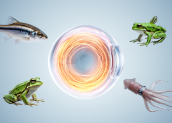 How Fish, Frogs and Squid Revealed the Secrets of the Eye Lens