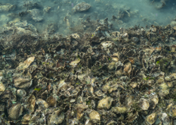 Long-term oyster reef restoration in Chesapeake Bay supports larger fish communities