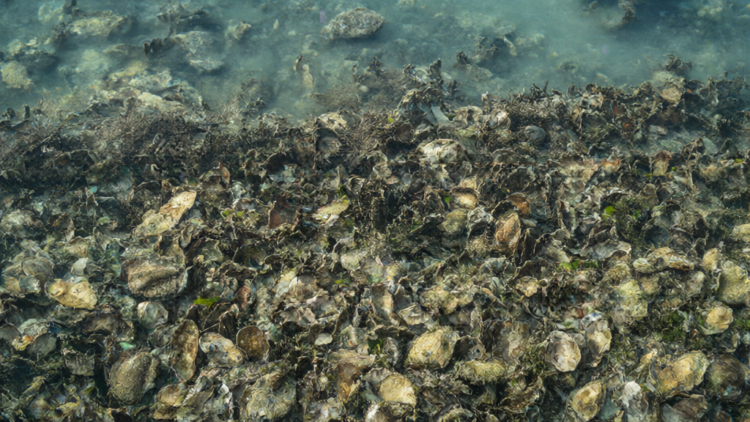 Long-term oyster reef restoration in Chesapeake Bay supports larger fish communities