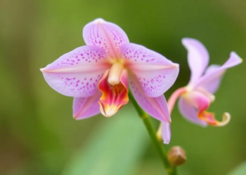 Rare Wild Orchid Found in Fujian Shows Surprising Medicinal Promise