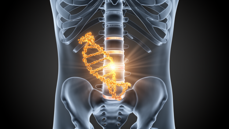 Newly Characterized Gene ZNF865 Emerges as Master Switch Behind Age-Related Back Pain