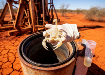 Blind, Pale Scorpion Pulled From Pilbara Borehole Is a Global First