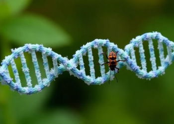 Four-Stranded DNA Shapes Plant and Insect Biology and Could Transform Pest Control