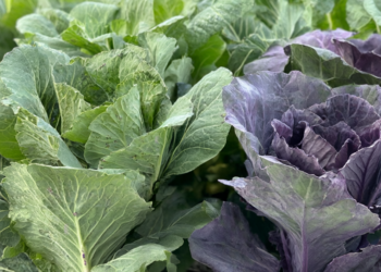 Gene variation linked to leaf color in Chinese cabbage