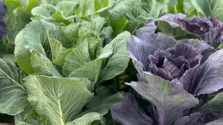 Gene variation linked to leaf color in Chinese cabbage