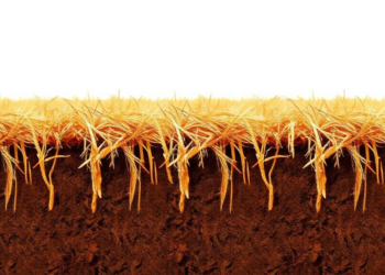 Decades of Manure and Straw Reshape the Hidden Bacterial World Beneath Farm Fields