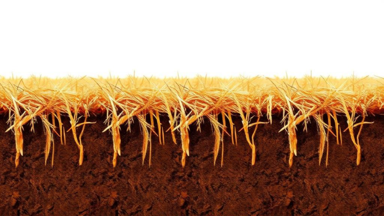 Decades of Manure and Straw Reshape the Hidden Bacterial World Beneath Farm Fields