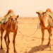 Camel Milk Emerges as the White Gold of Africa’s Drought-Hit Drylands