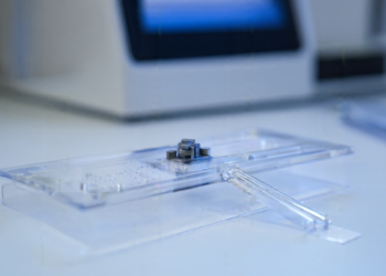 White Jade Snail Genome Assembly Reveals Conserved Architecture and Divergent Functions