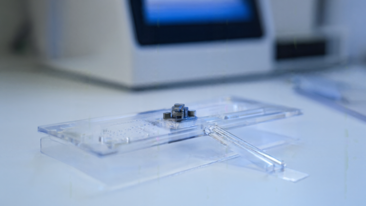 White Jade Snail Genome Assembly Reveals Conserved Architecture and Divergent Functions