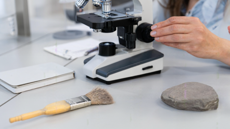 518-Million-Year-Old Fossil Rewrites Starfish Origin Story