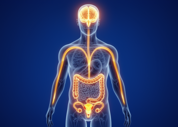 Could Personality Traits Shape Fertility? A New Brain-Gut-Gonadal Hypothesis Emerges