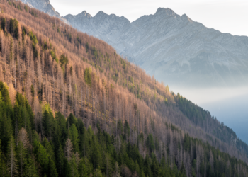 Four decades of drought impacts on Swiss protective forests: a vanishing altitudinal gradient