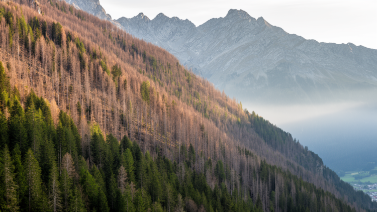 Four decades of drought impacts on Swiss protective forests: a vanishing altitudinal gradient