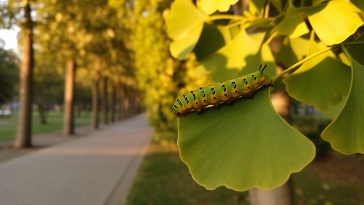 How ornamental trees are quietly rewriting the evolution of native insects
