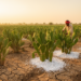 Calcium and Potassium Fertilization Boosts Cactus Forage in Hot Arid India