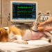 Compound Steep Pulses Show Promise for Prostate Ablation in Landmark Canine Study