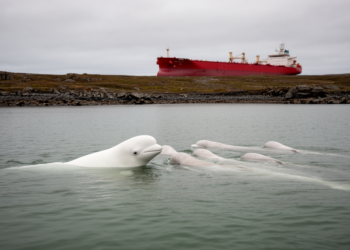 Beluga Whales Go Silent as First Cargo Ship Approaches Churchill Estuary